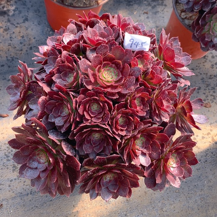 945赤艳莲精品法师多肉