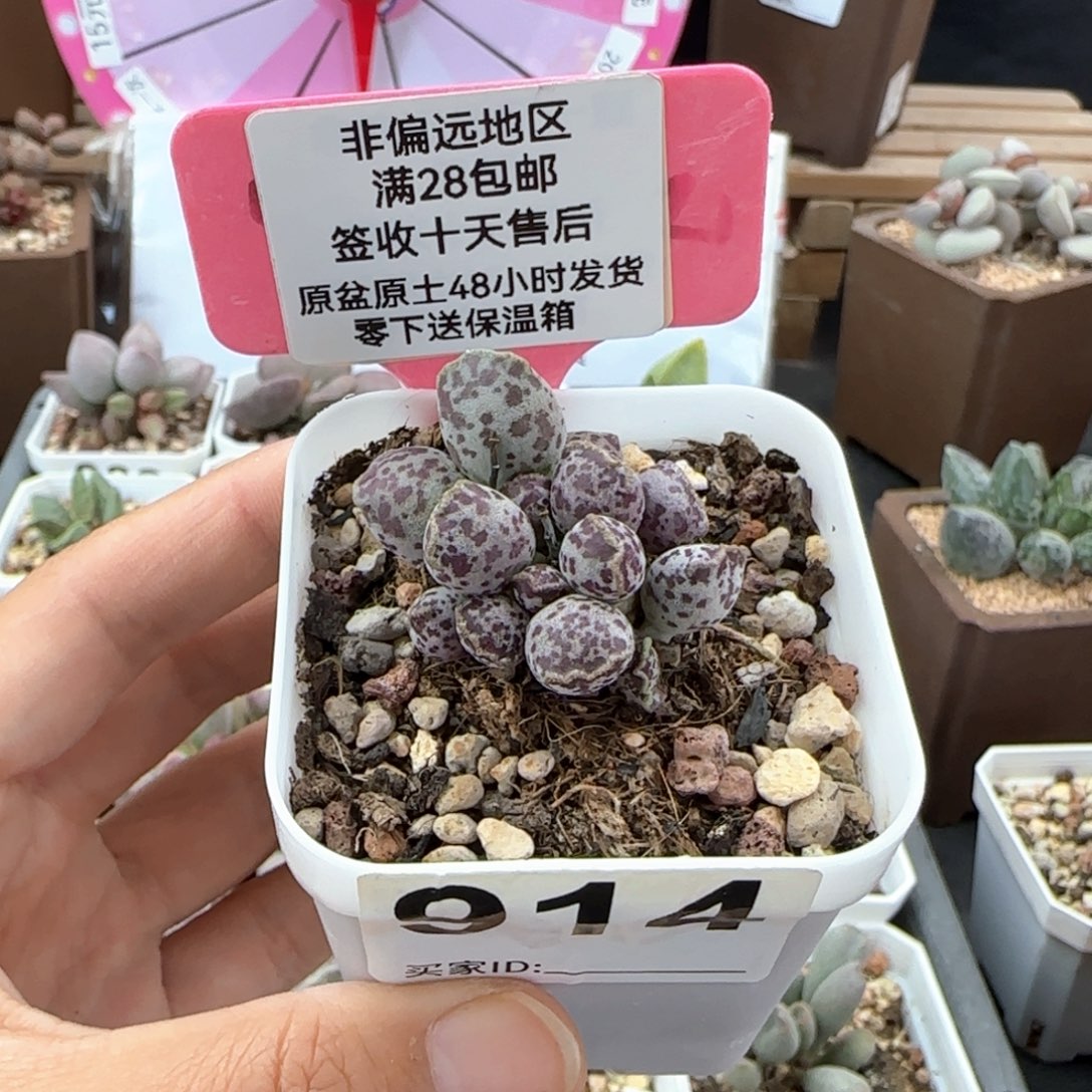 914达摩海豹多肉