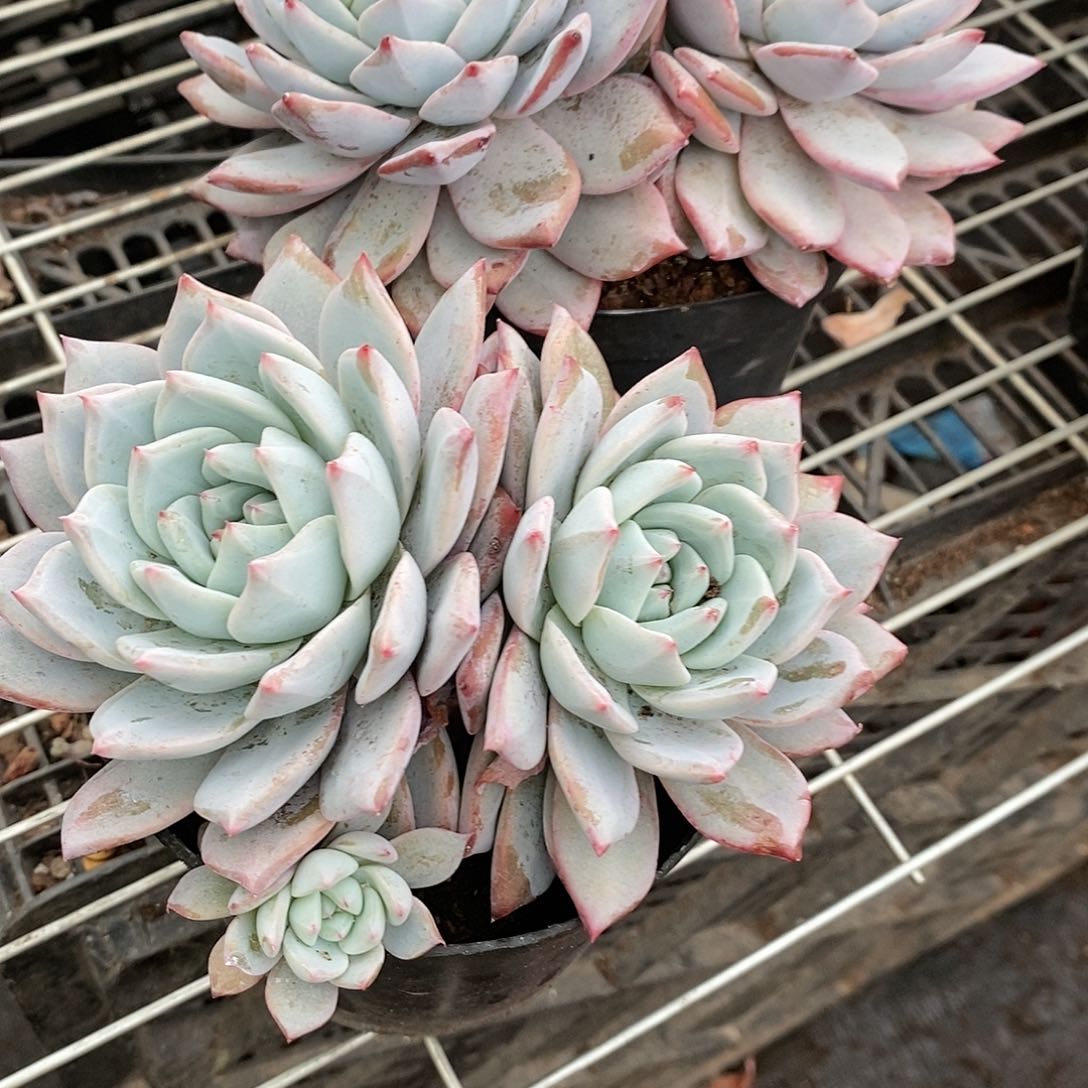 双头粉蓝鸟1颗带盆带土