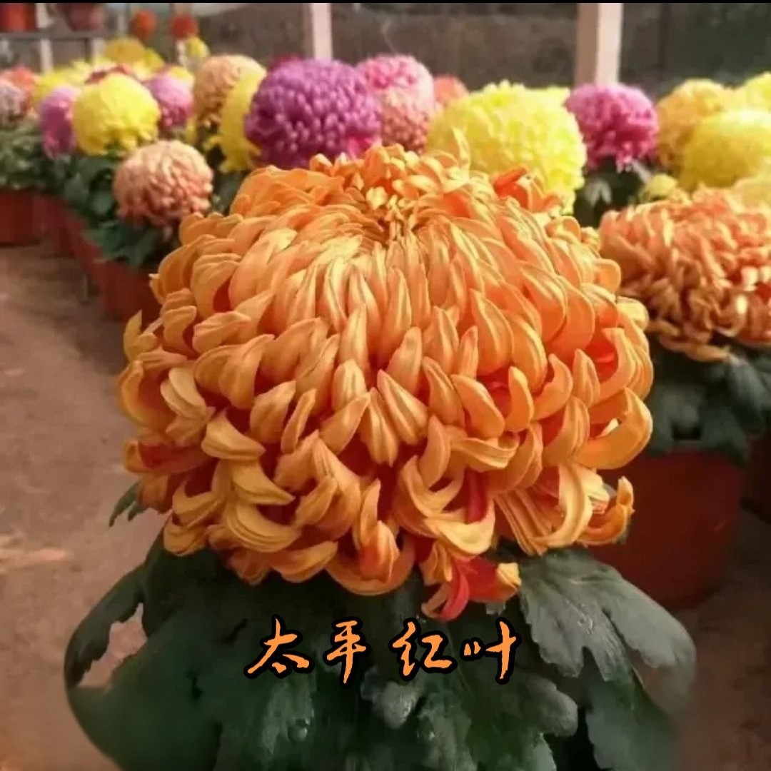 【太平红叶】菊花九月菊带花苞发货