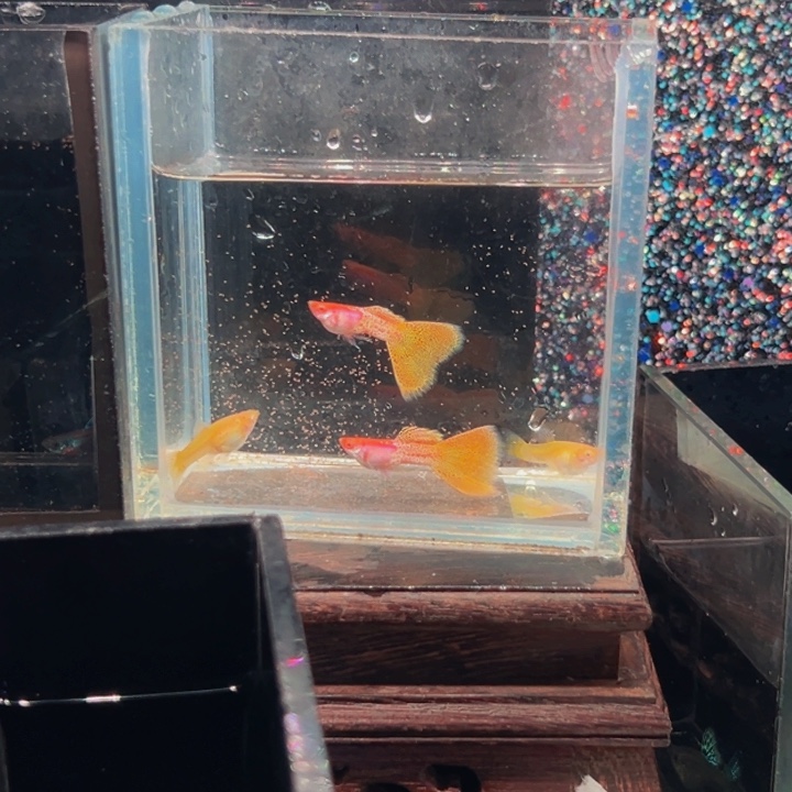 孔雀鱼金属黄蕾丝俩对