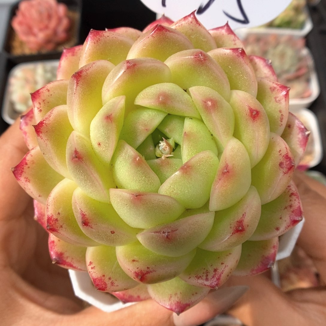 菠萝蜜麦秆475号。    