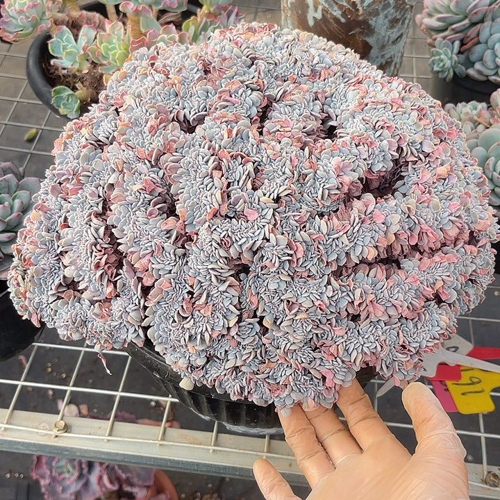 两单包邮，一物一拍，海棠花缀