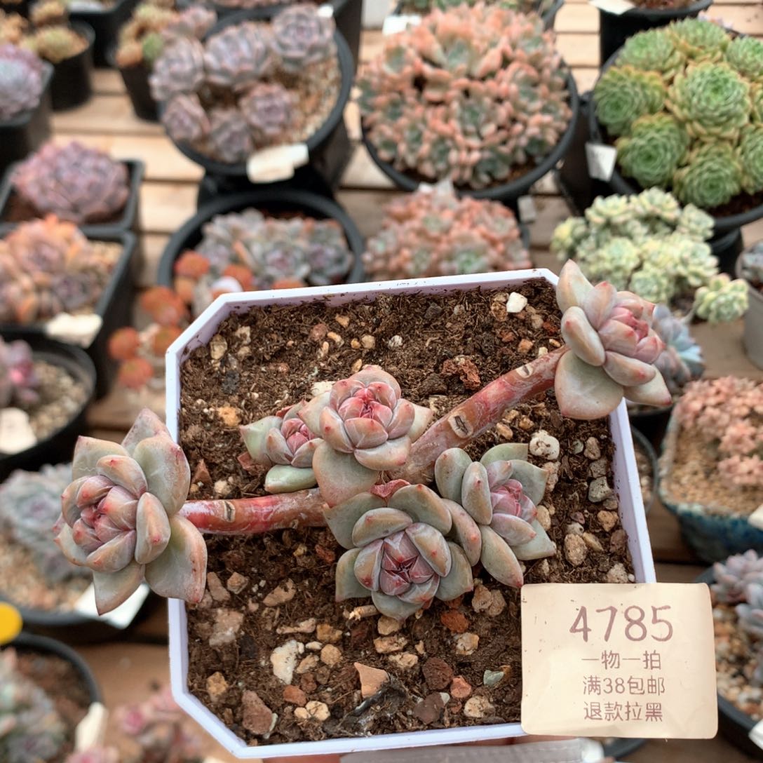 12厘米六头有砍无根 石榴籽4785
