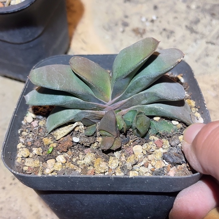 满38包邮2天凑单，脱土晾根发货多肉植物