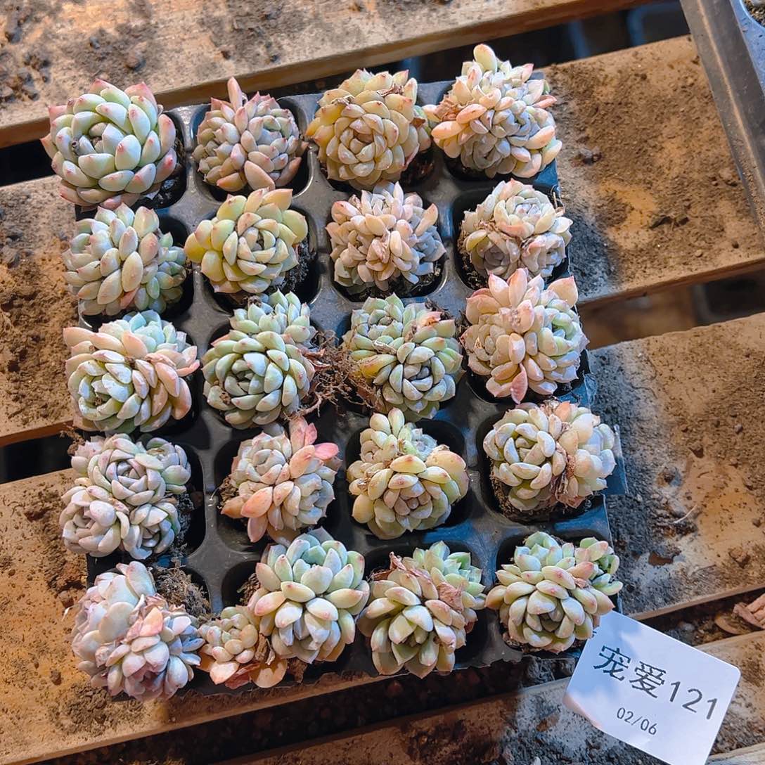 直播福利一物一拍121