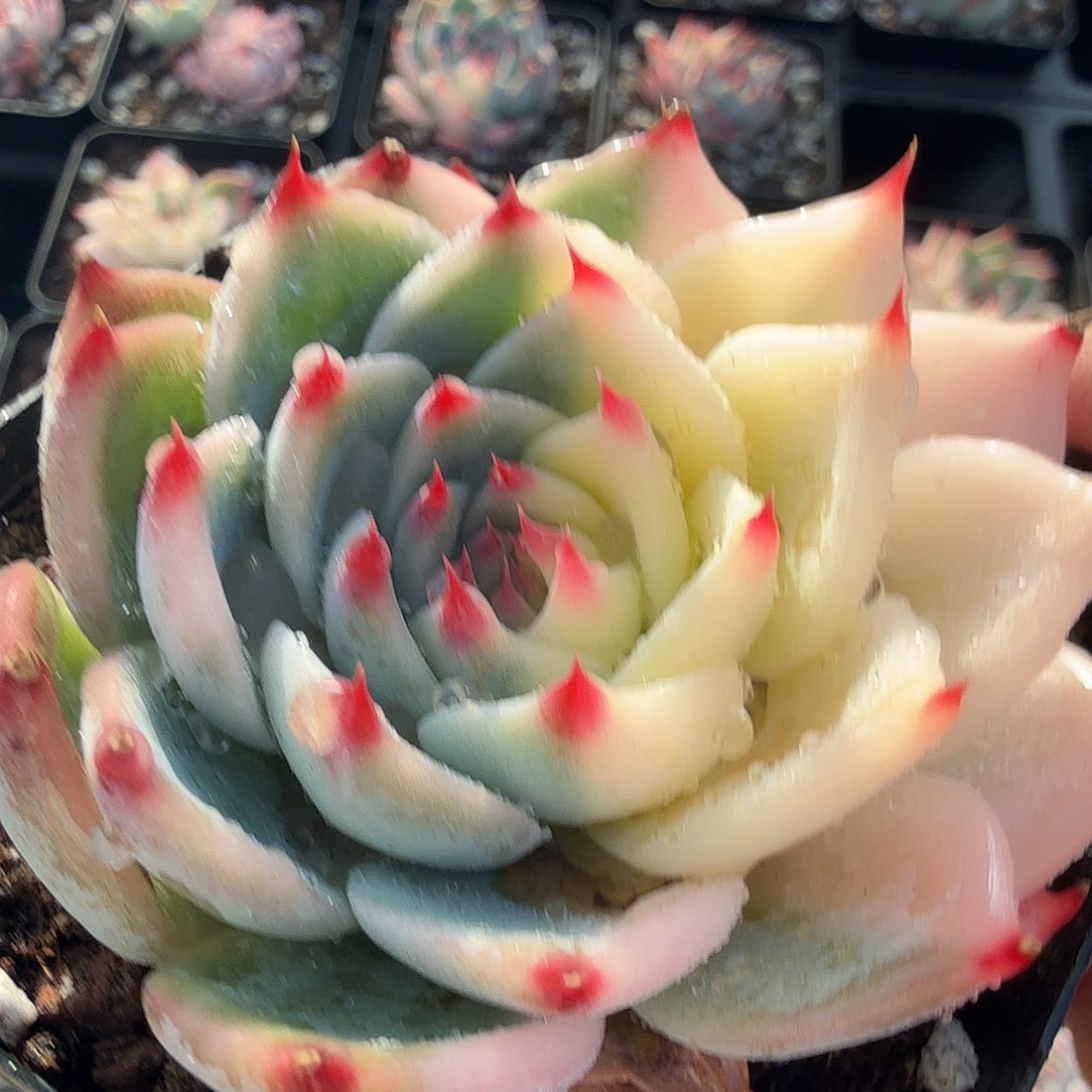 吉娃娃锦，多肉植物