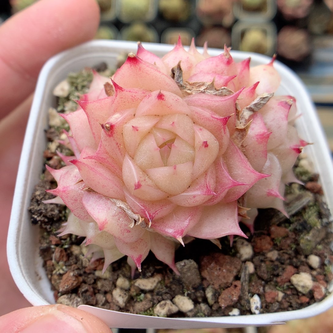 F133 ，20包邮两天凑单偏远不发货