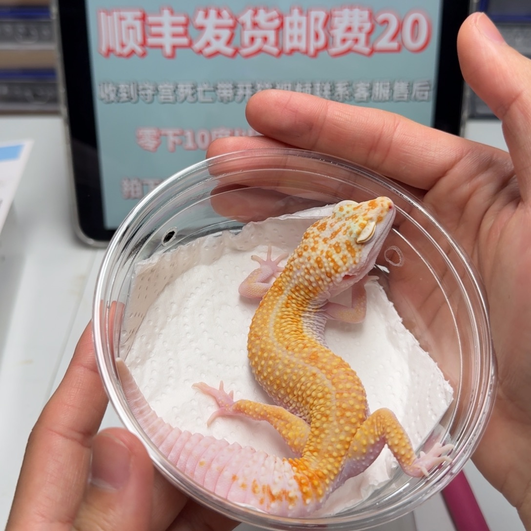 豹纹守宫白黄川普妹妹