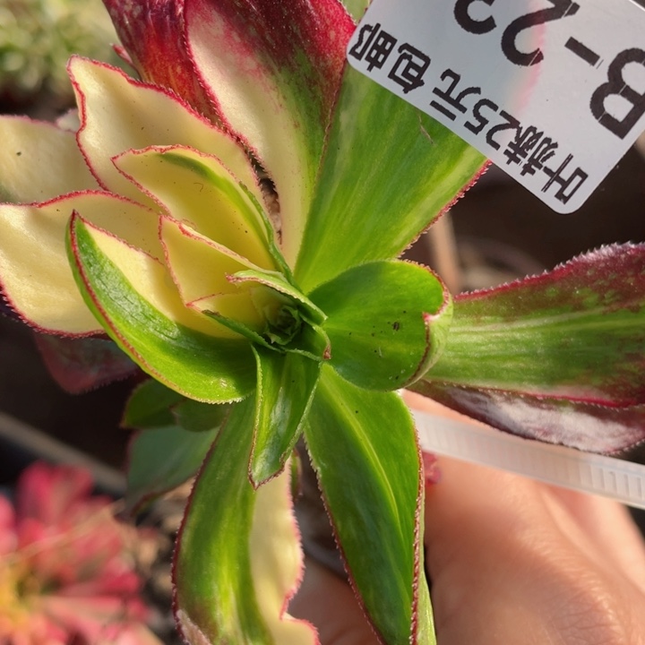 234魅影七彩家里不包掉头12345678