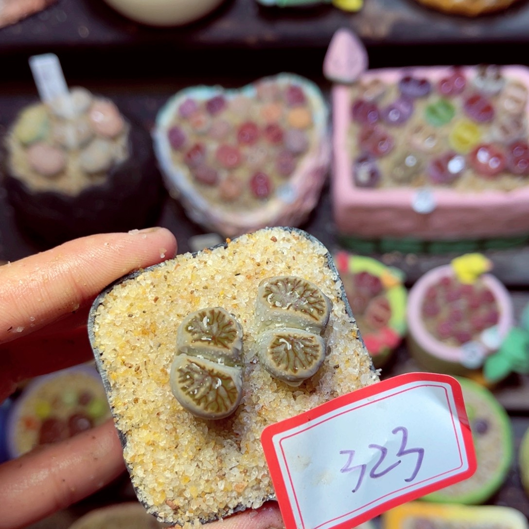 323生石花带盆发1