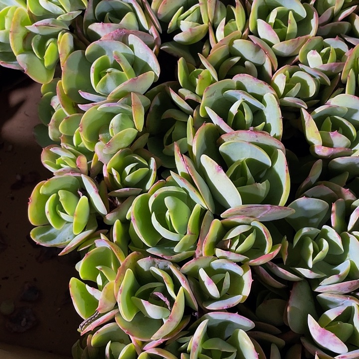 大碧桃群带盆土发货