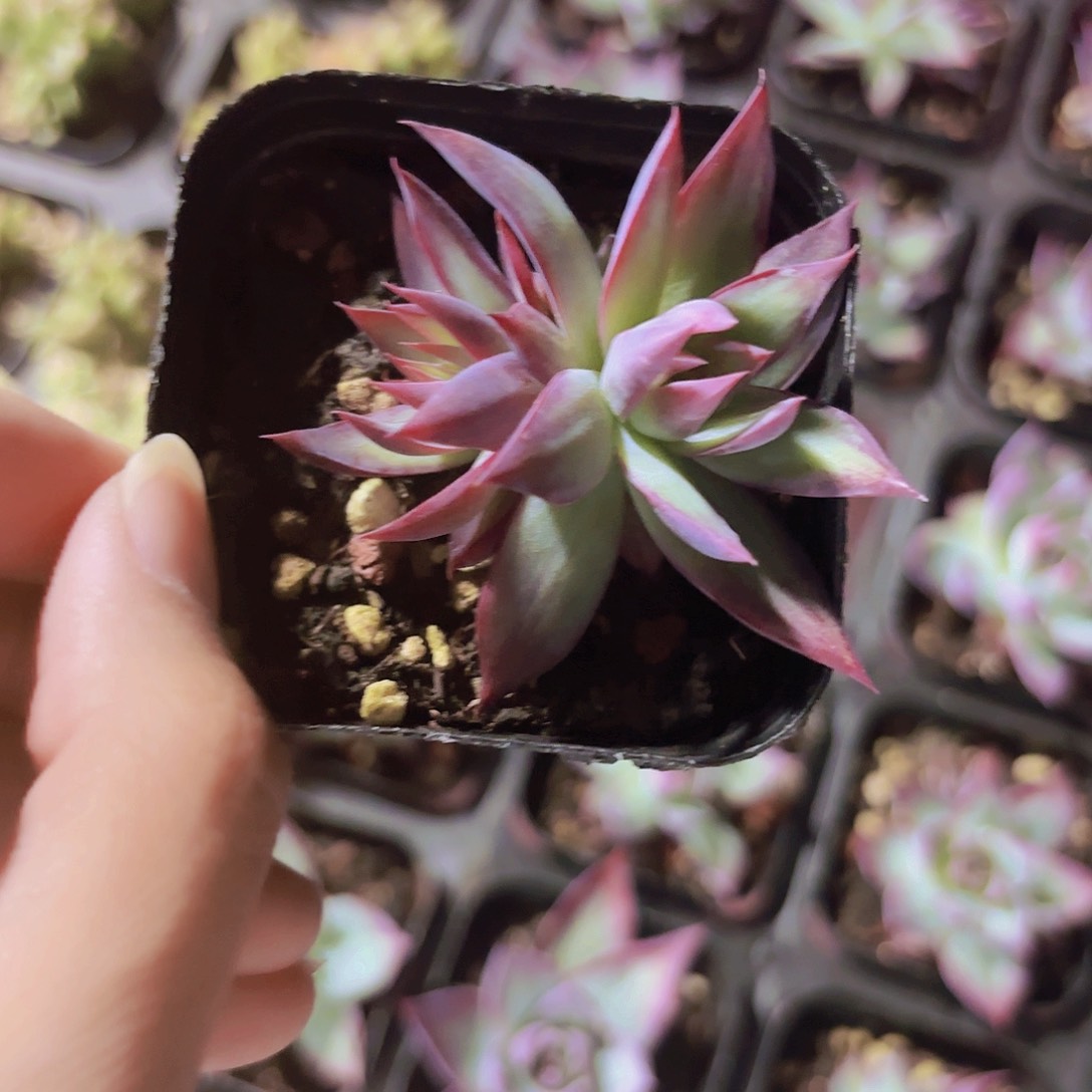 精品惊鸿仙子多肉植物