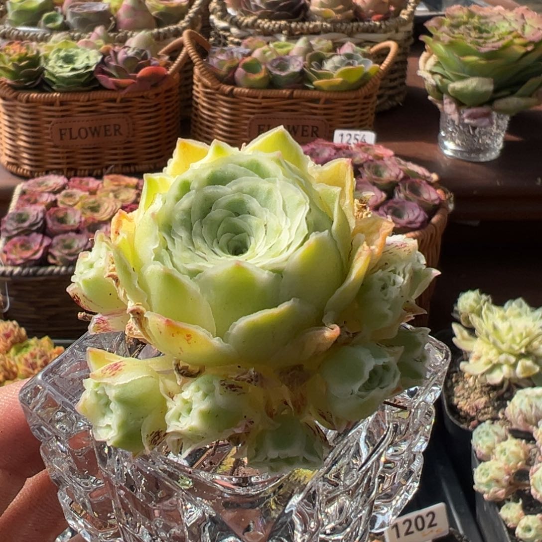 秋夕1349山地玫瑰