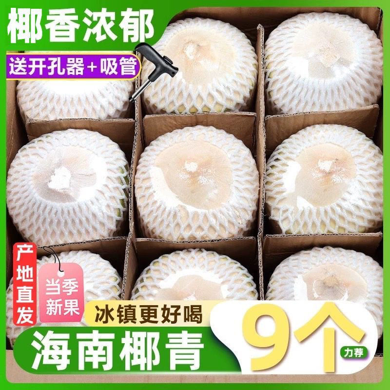 海南新鲜椰青椰子精选9个装（送开椰器和吸管）生鲜孕妇水果