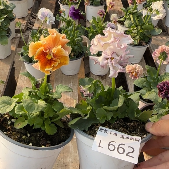 十***间无花朵L662两棵一组小苗低于零下5勿拍