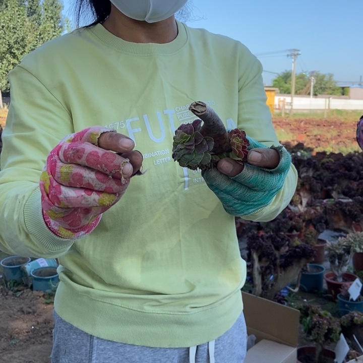 多***花341铜壶缀化老桩老桩无根