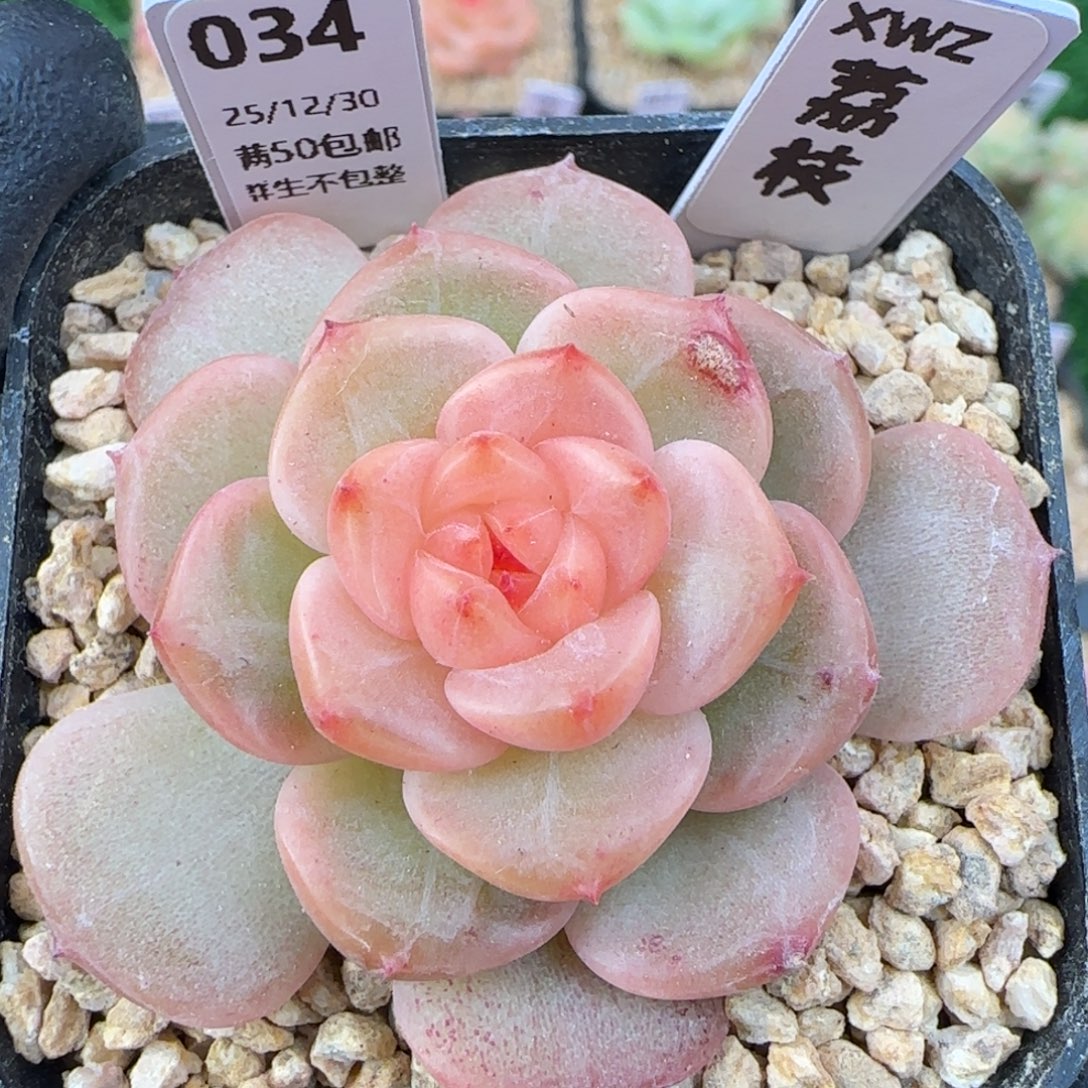 034   荔枝   5厘米盆