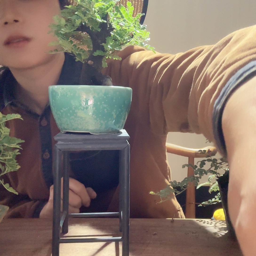 一***叶完全开放矶山椒老桩盆景