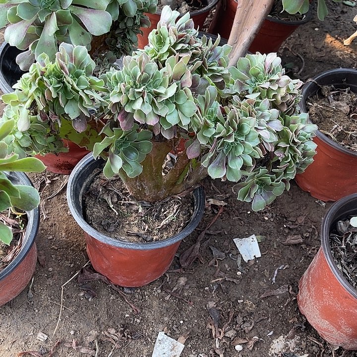 柠檬坠玫瑰玫瑰玫瑰玫