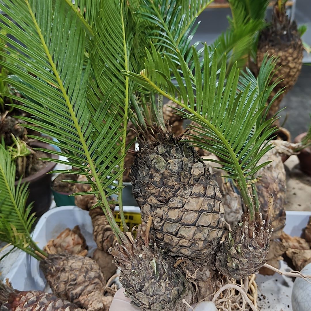 催***无花朵白鳞铁盆景基地价