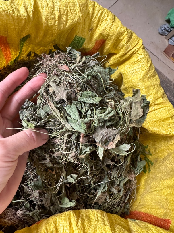 犁头草 地丁草 犁头草全草 梨头草500克一份