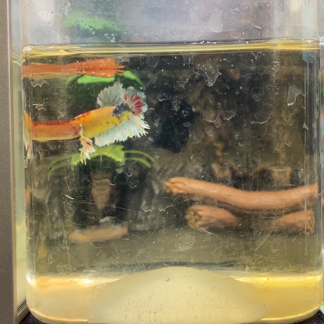 斗鱼十二月二日竞价