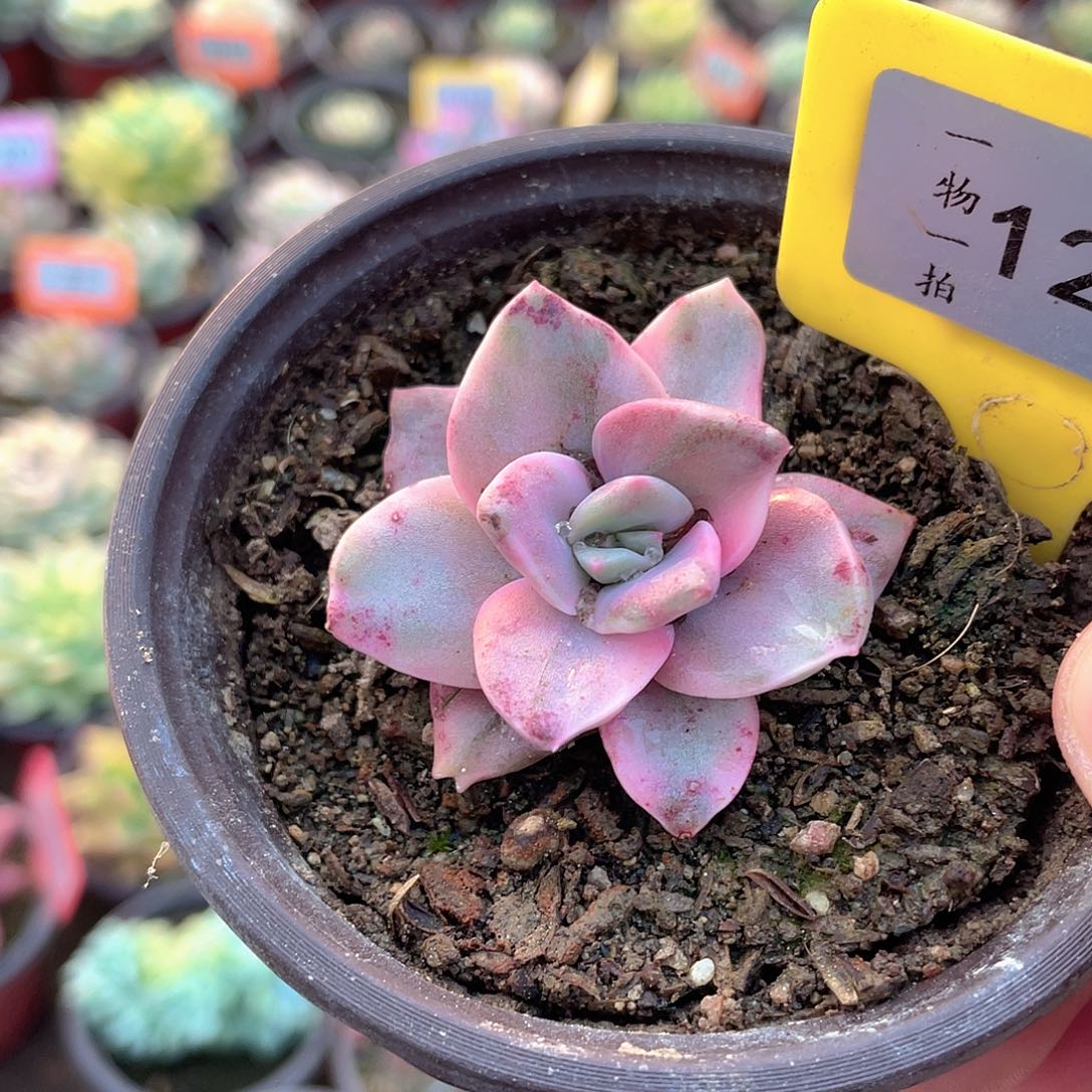 旭赫锦1266号多肉