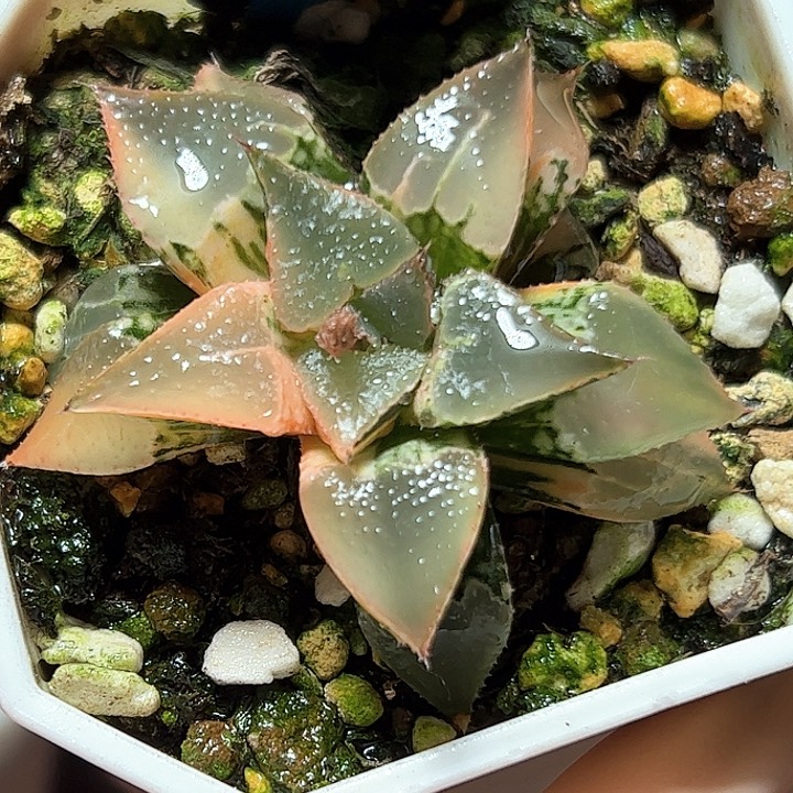 恭喜发财大吉大利0371