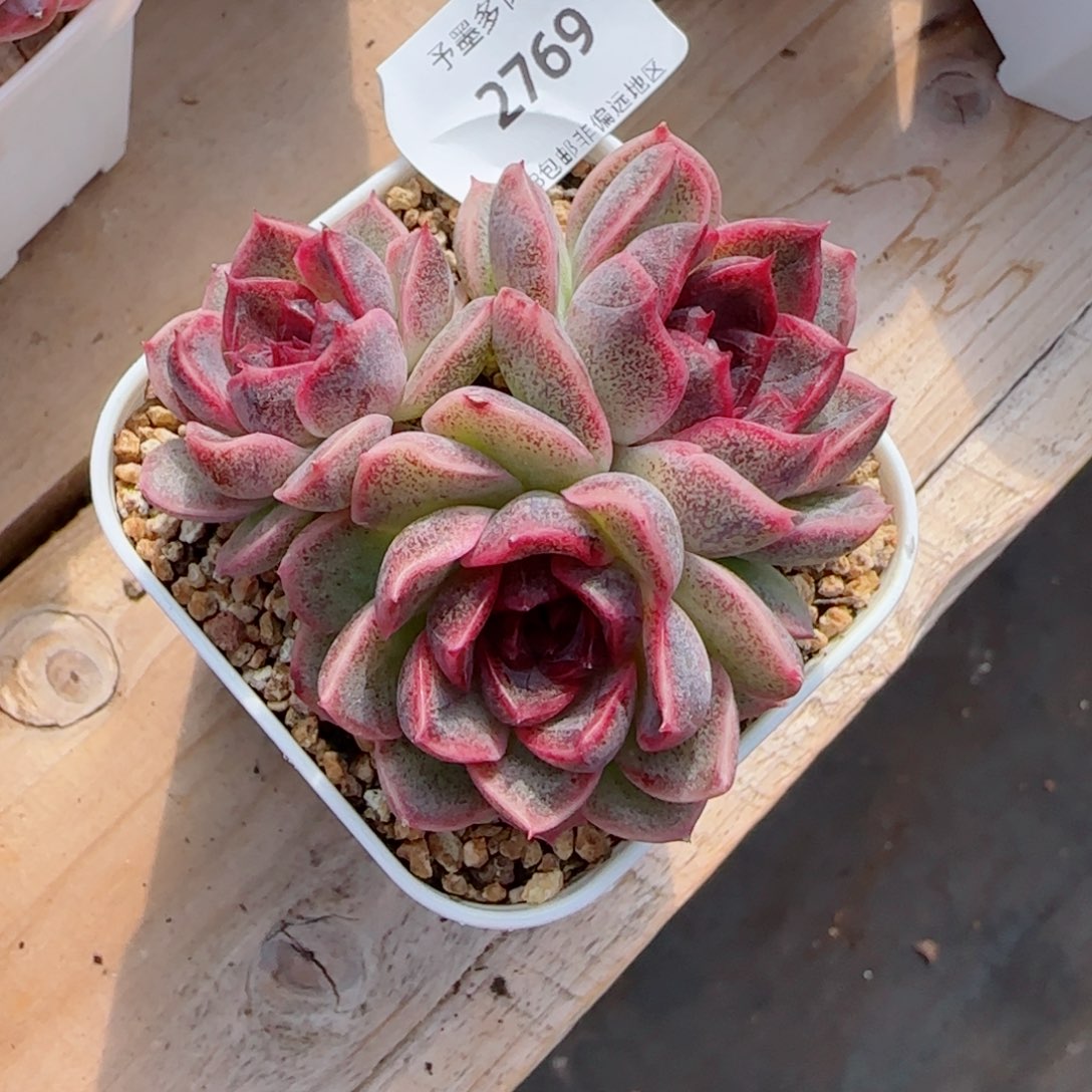 黑果糖，2769多肉植物