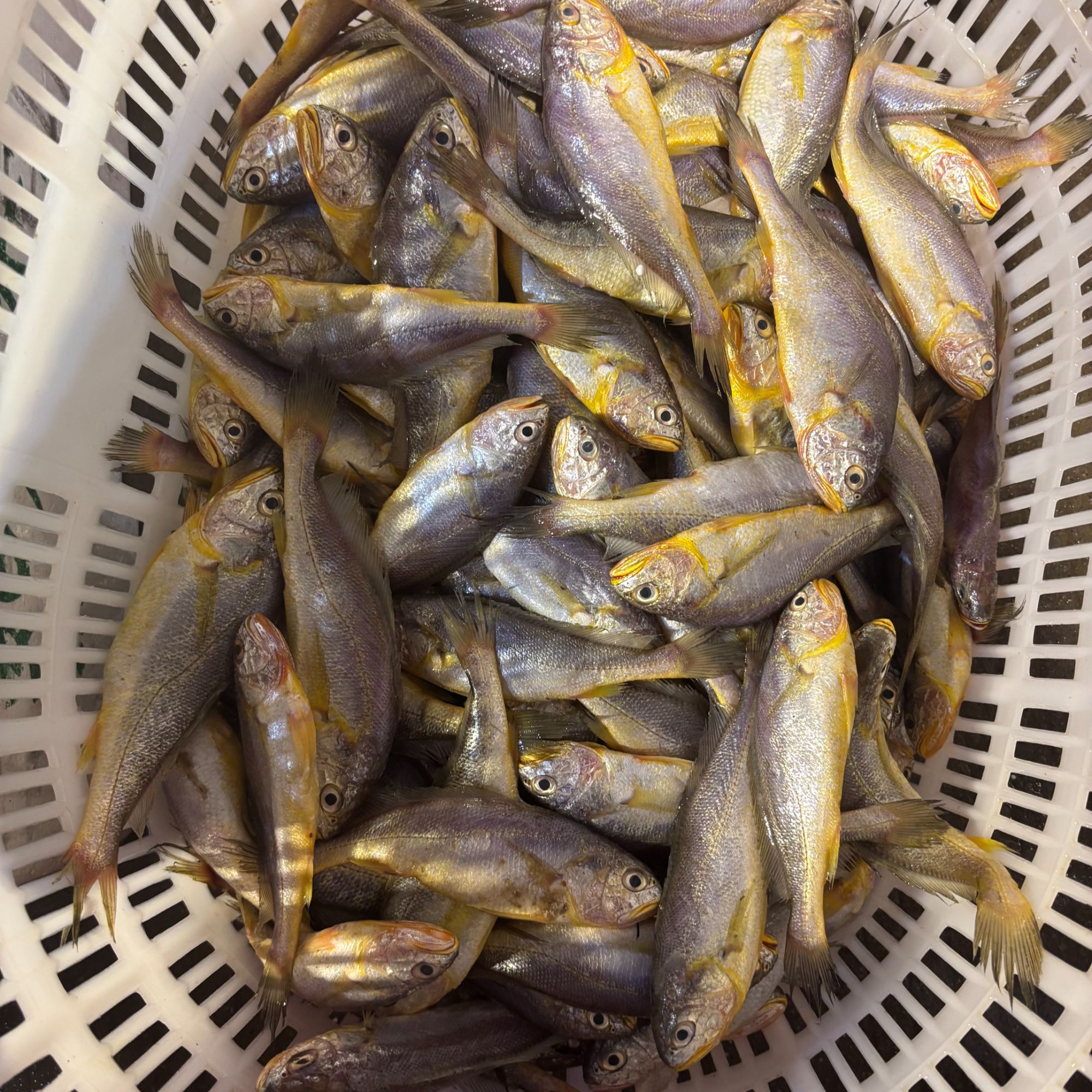 天然黄花鱼 3斤（一斤7条左右）