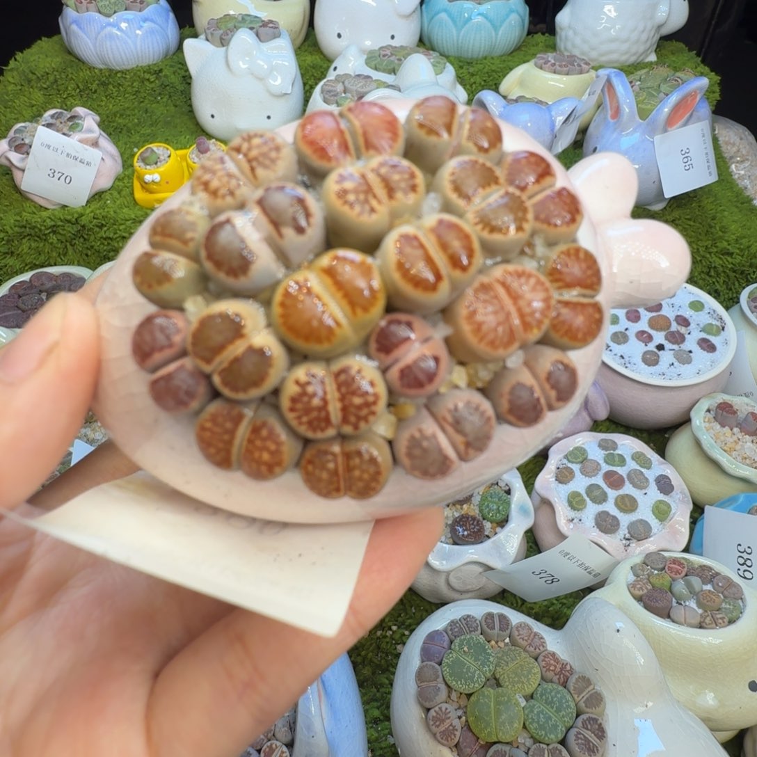 多肉植物福利冲390