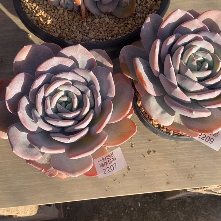 【闪购商品】铭*2209多肉植物盆栽