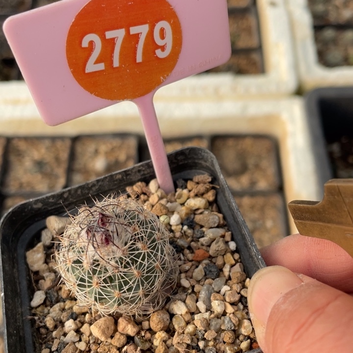 虎***兰实生白狼玉277900000000