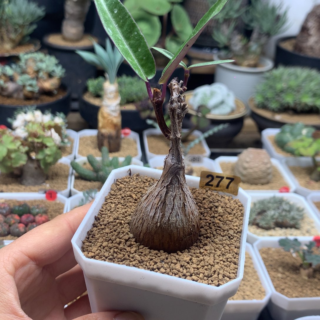 紫背萝藦带盆多肉