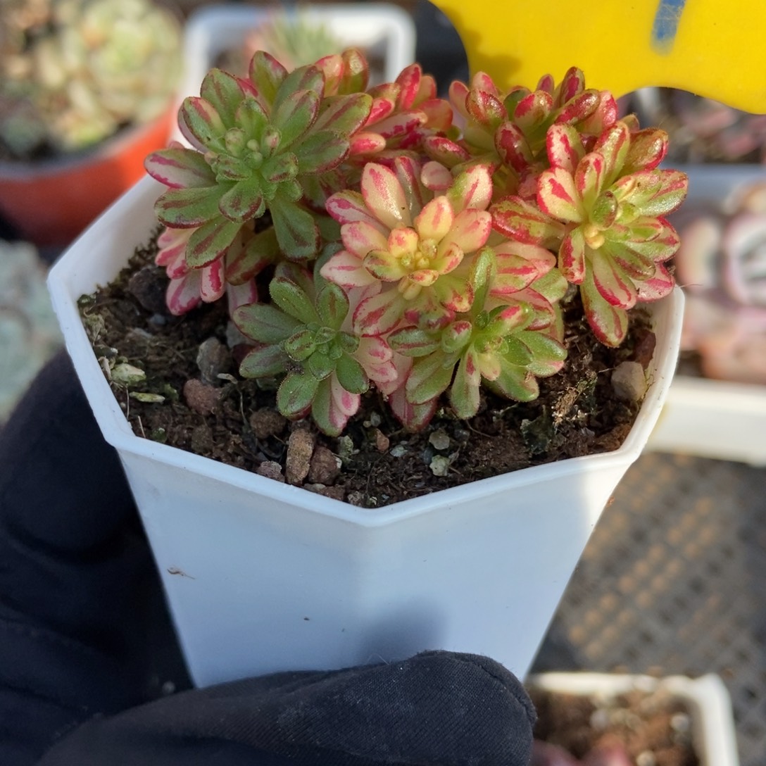 829小人祭锦多肉植物