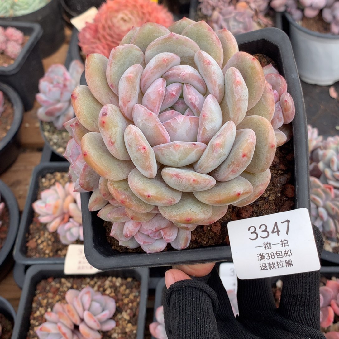 12.5厘米四头星影3347