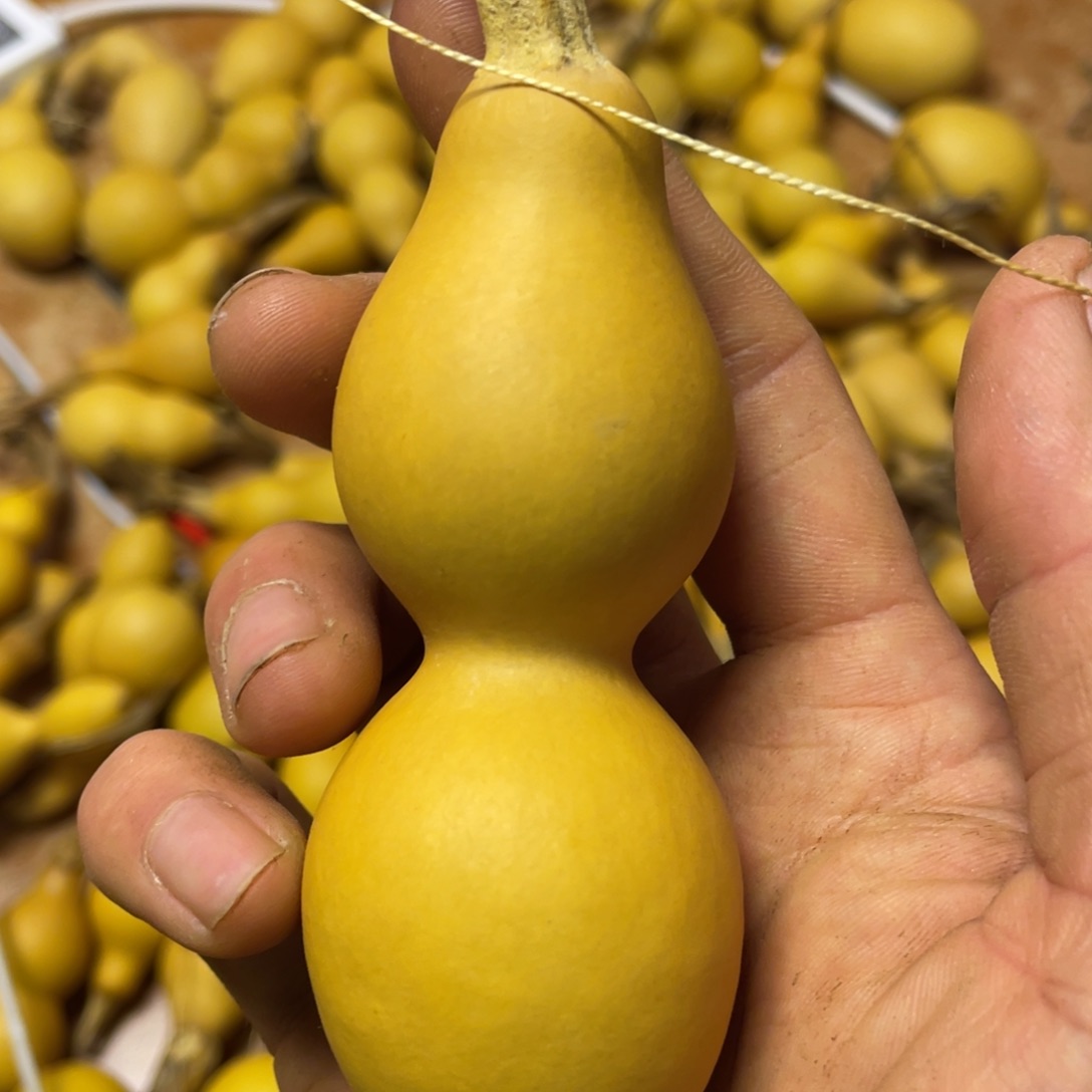 三***庄大叶紫檀（黑酸枝木类）