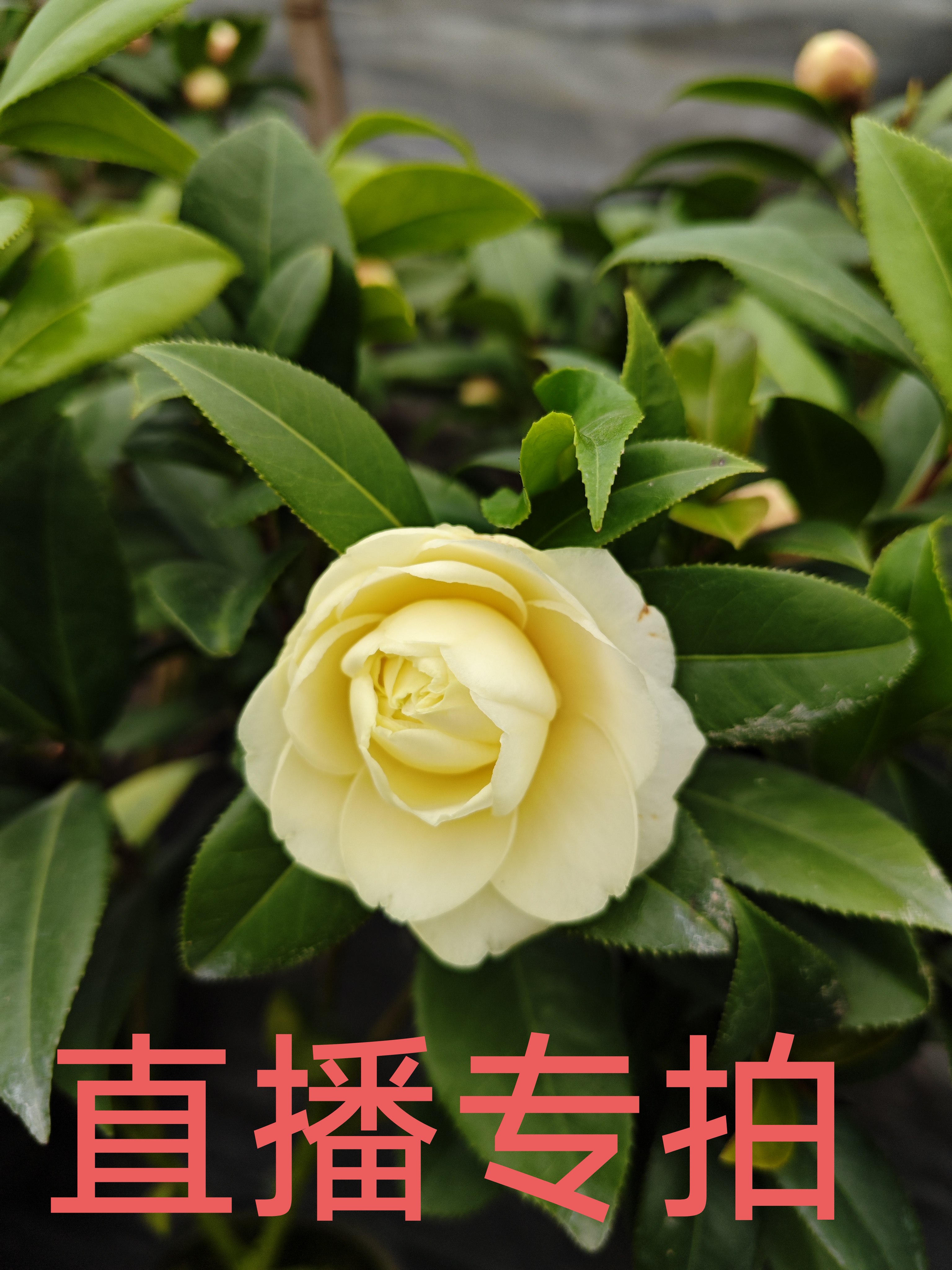 福建龙岩基地直销品种茶花包邮