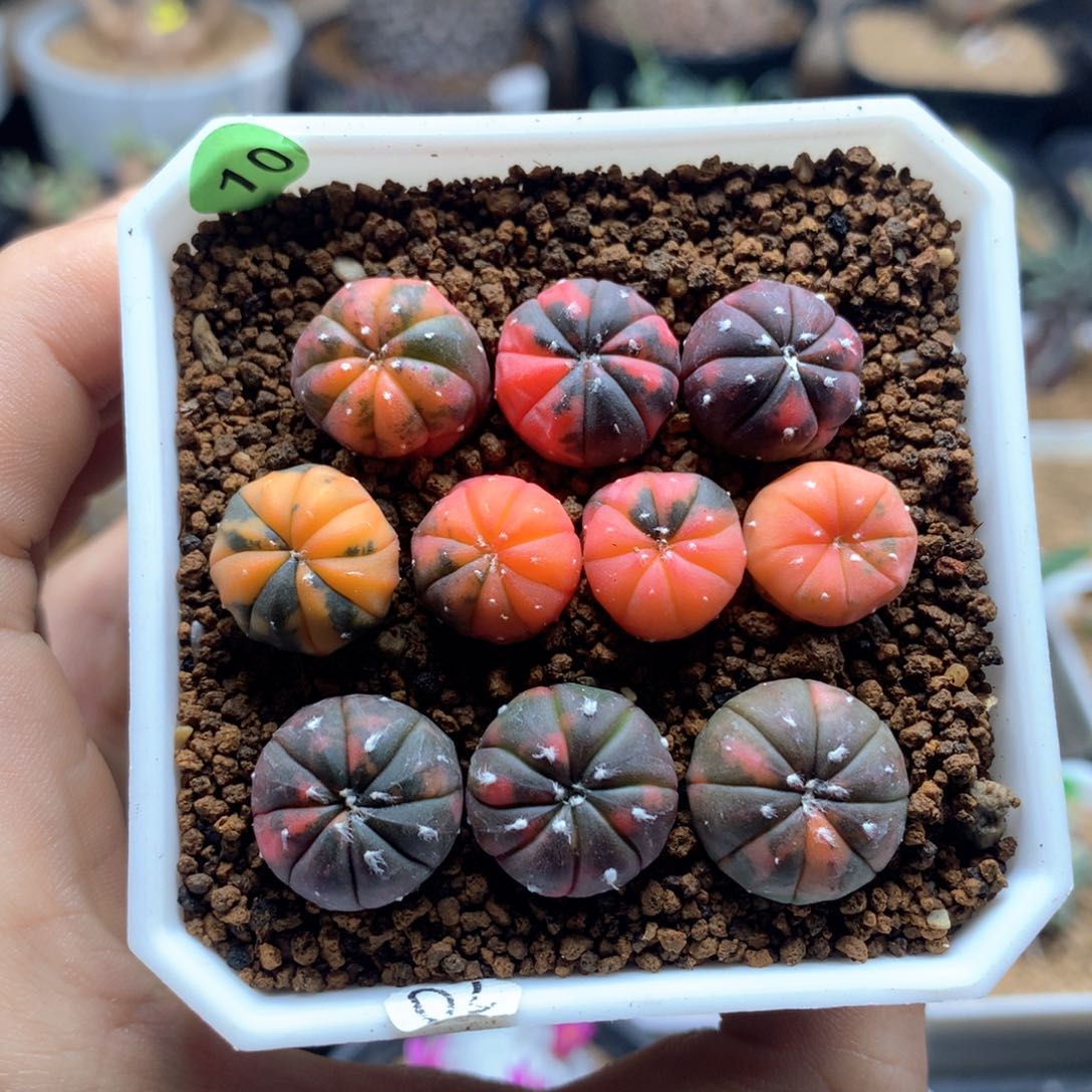 实生兜锦一盆脱土