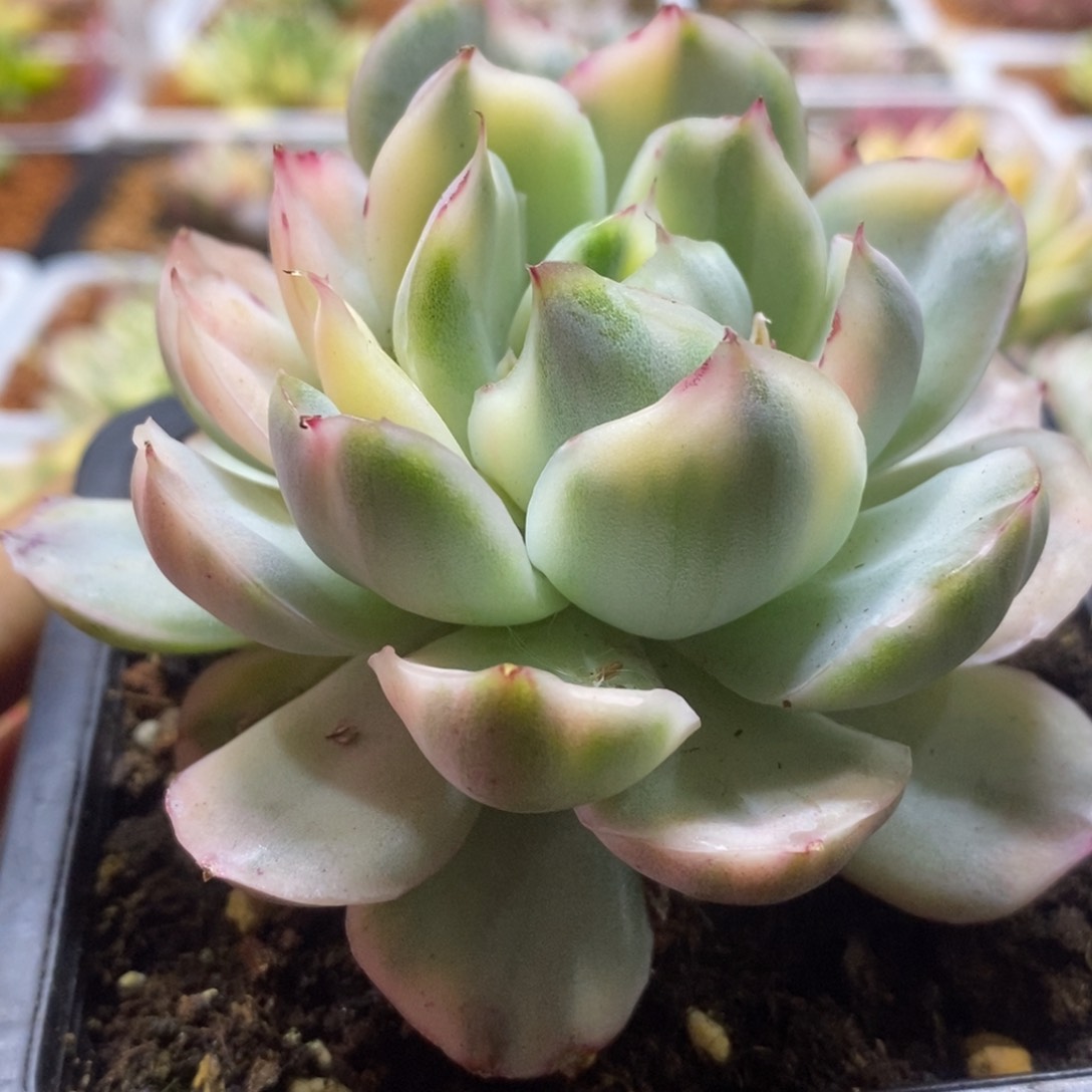 草莓蛋糕锦 多肉植物