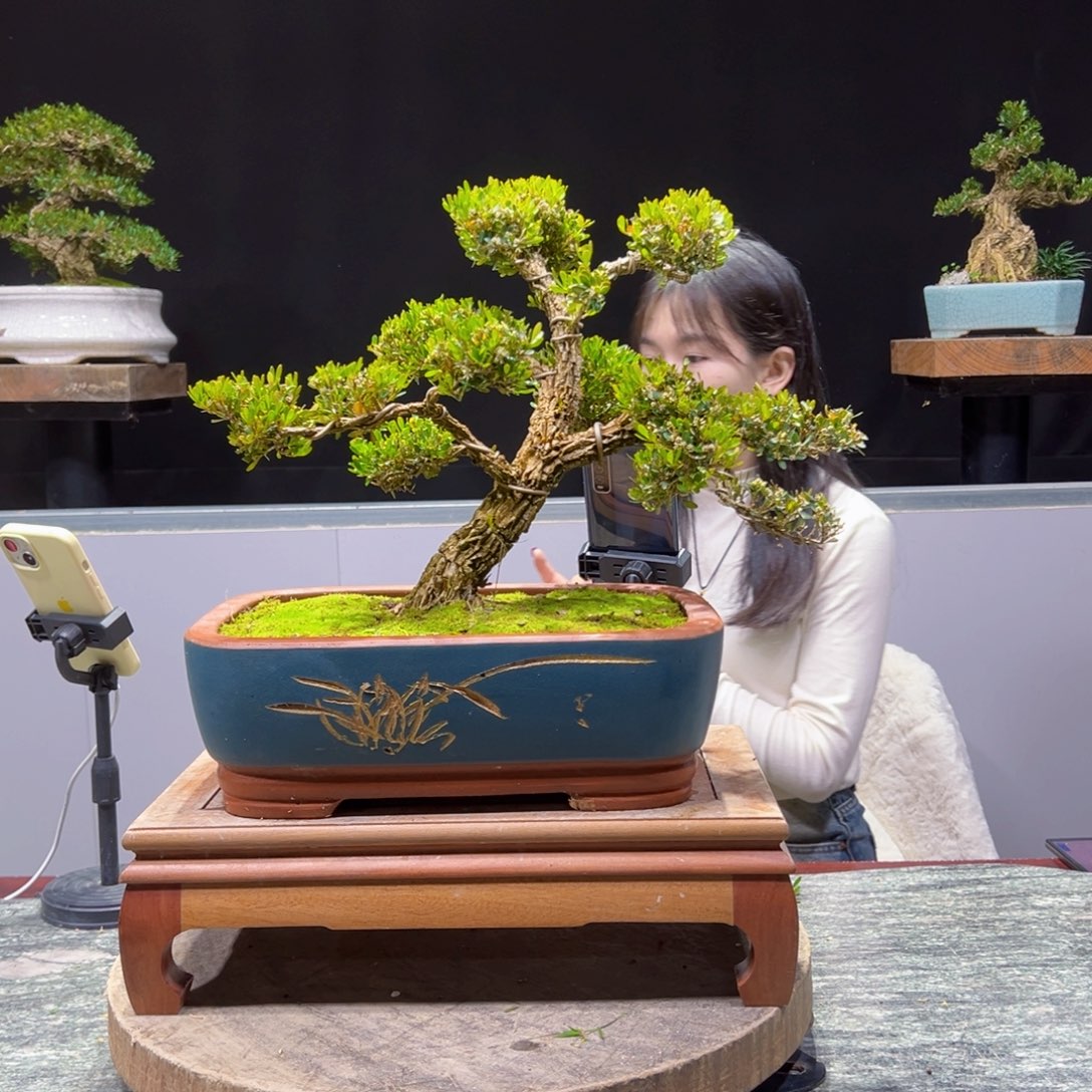 四季常青老桩黄杨盆景