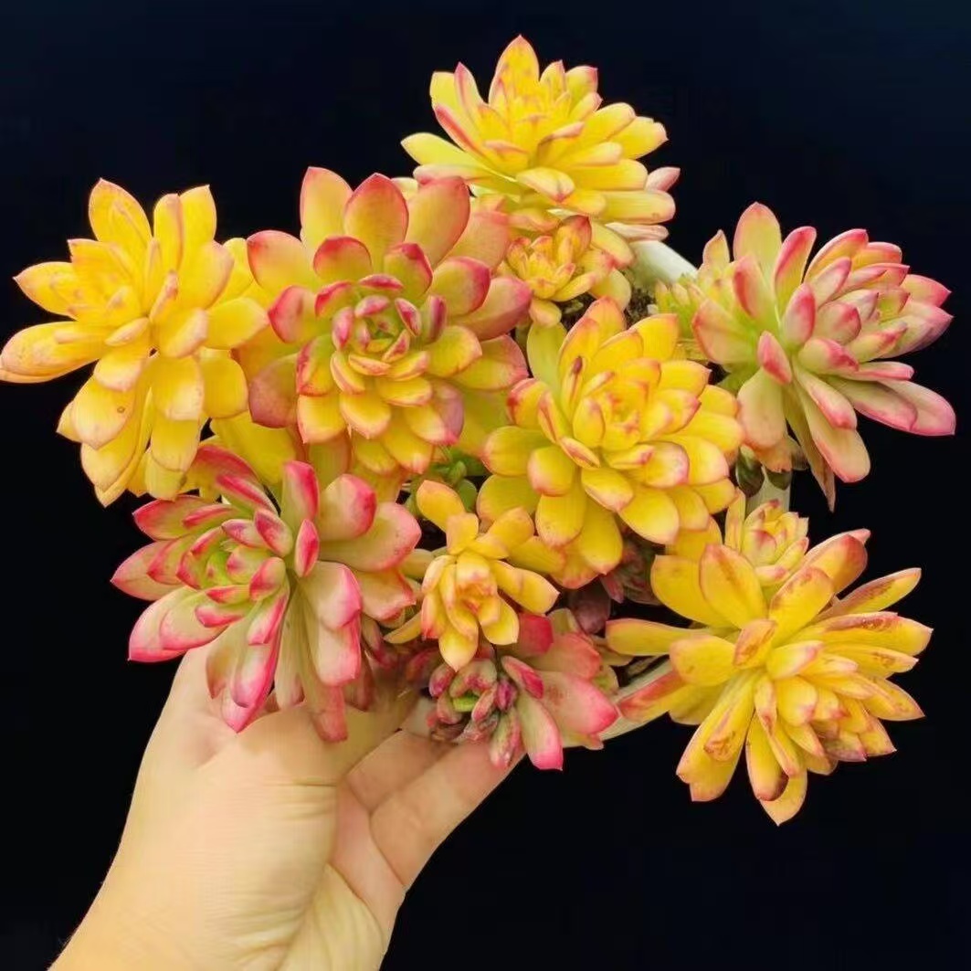 【七彩云南叮当锦】自然锦带盆带土新手简单好养不易褪色