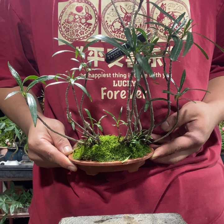 蛋***g以实际为准盆景绿植盆栽93