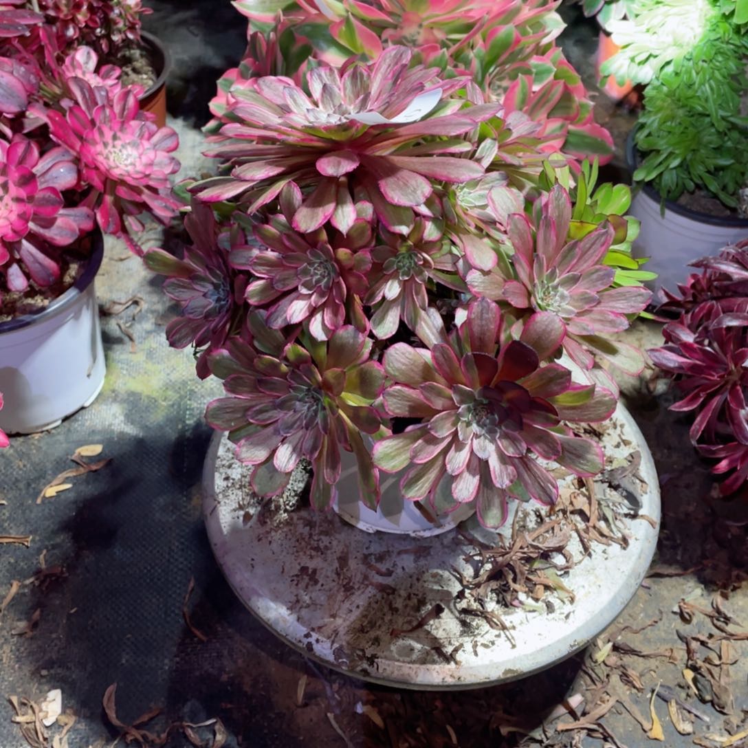 多肉植物粉霞074