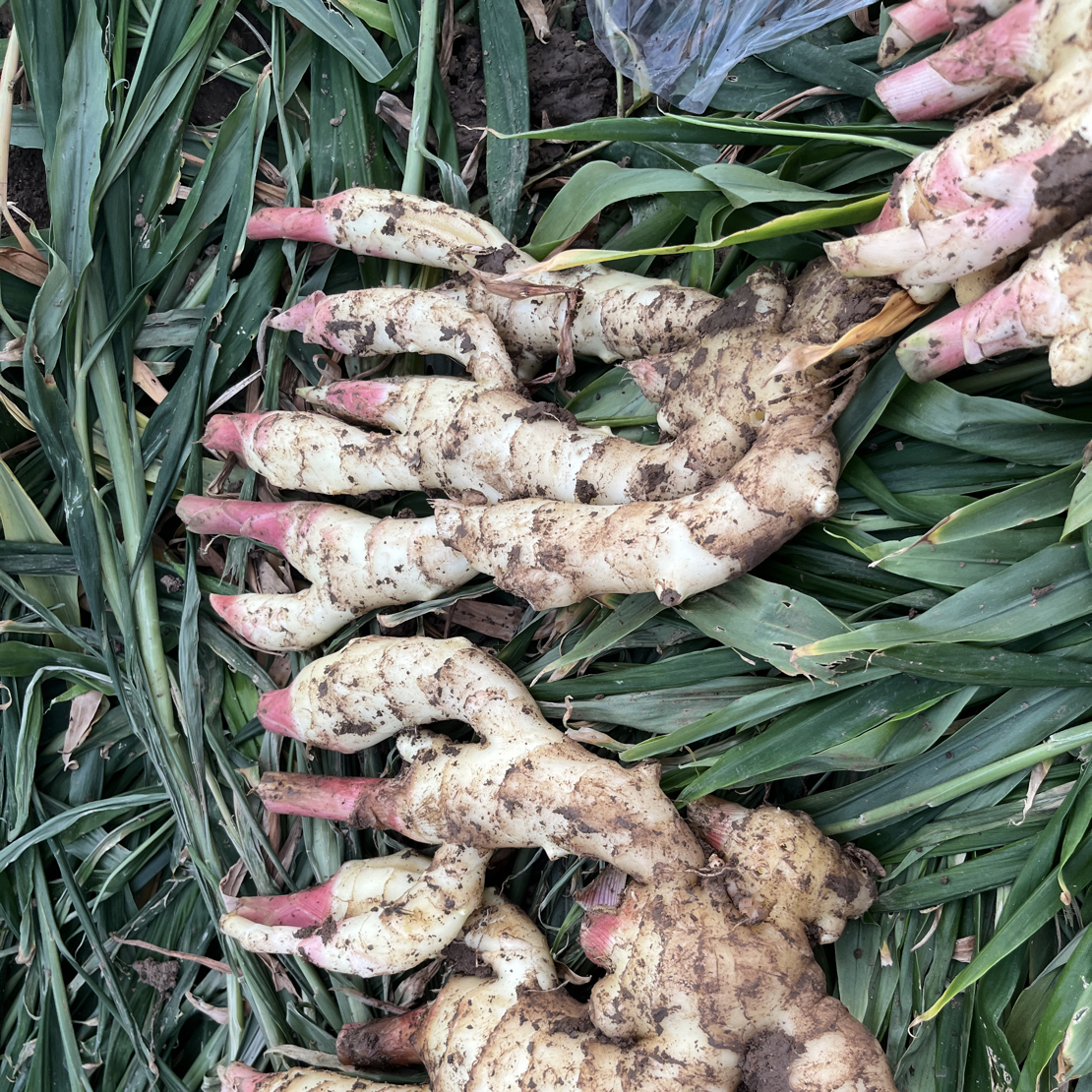 面姜安丘农家自种新鲜嫩仔姜红芽嫩姜可腌制糖醋泡姜面姜