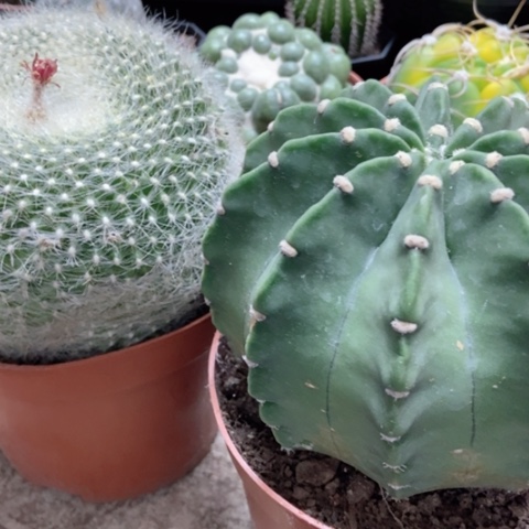 短毛白雪光仙人球30米星人和