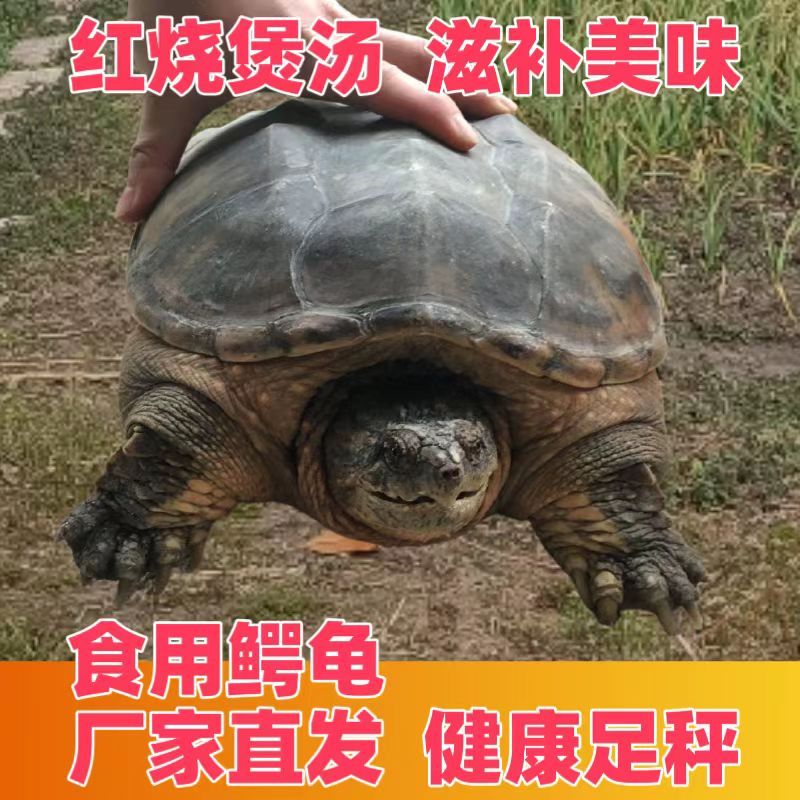 [顺丰速运】热卖北美大鳄龟，人工饲养，顺丰包邮，鲜活到家