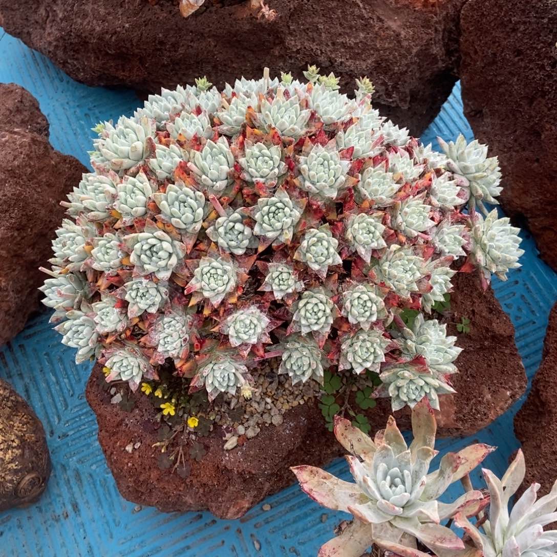 白姆多肉植物啦啦啦