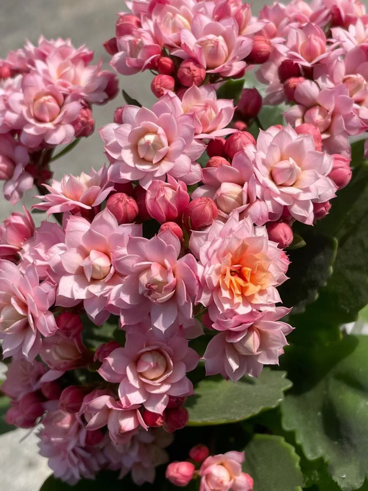 【人面桃花】~精品重瓣带花苞客厅阳台室内养殖懒人花卉美观